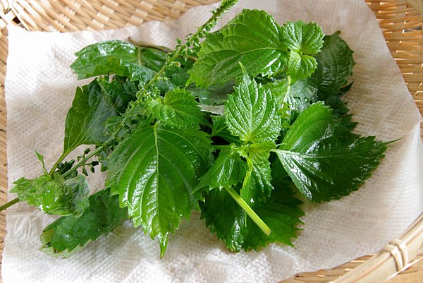 みずみずしさと独特の香りが魅力の青ジソ。穂ジソやシソの実も美味しいですよね