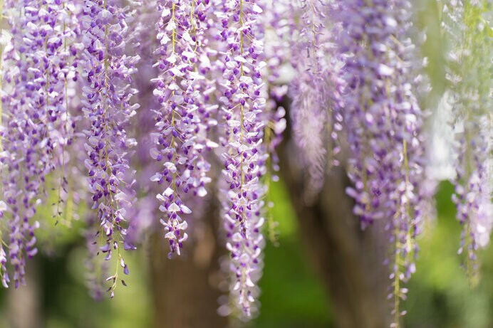 藤の花房