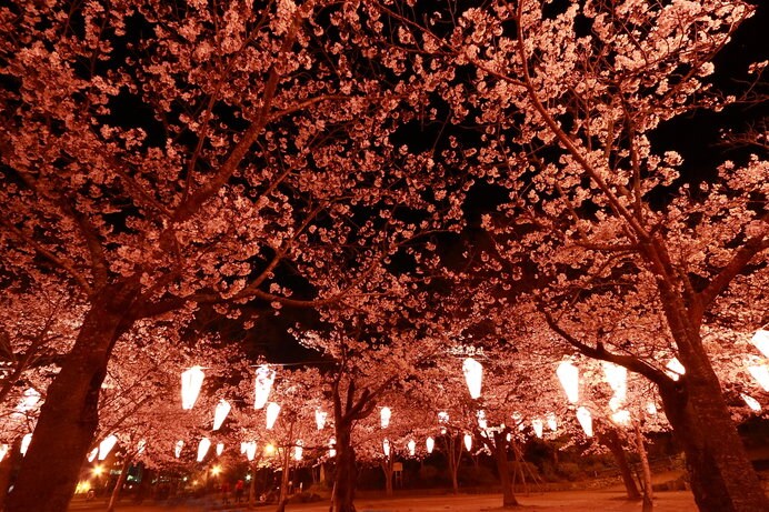 夜桜にも魅了されます（画像はイメージ）