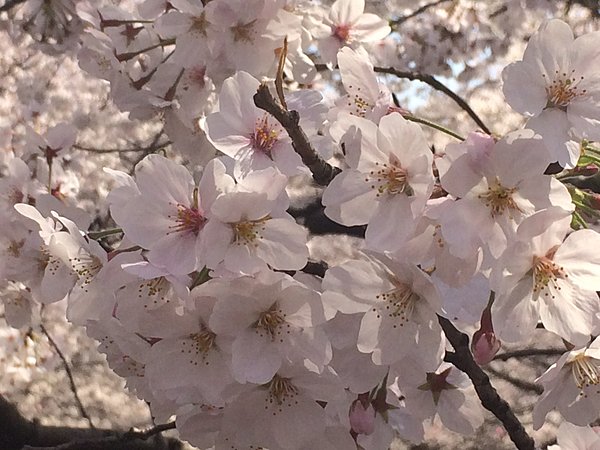 桜が咲くとなんだかソワソワ、うきうきするのはなぜ？