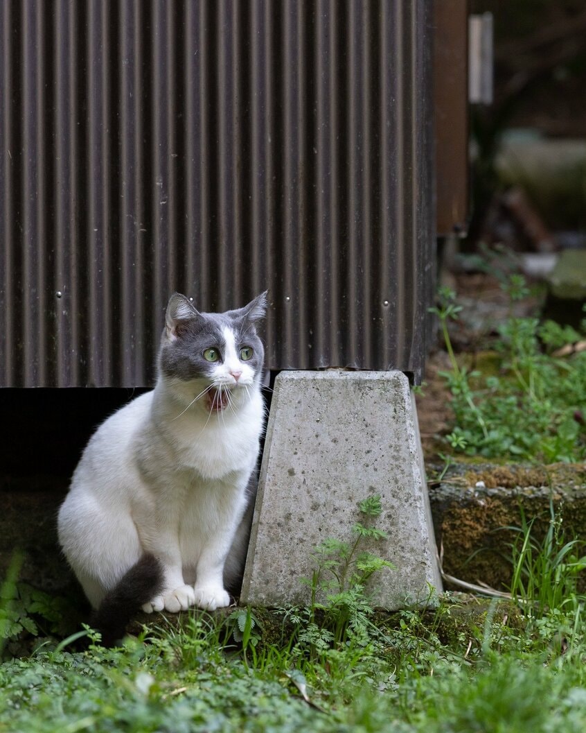 Canon EOS R1・f4・1/1000秒・ISO800(撮影/猫写真家・沖昌之)