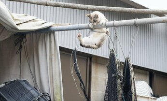 棒からぶら下がる猫「次のSASUKE、優勝するのはオレだ…!」【沖昌之】