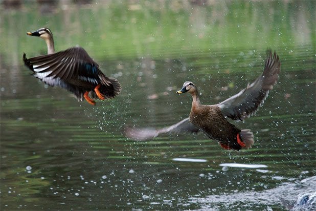 水面から飛び立つ水鳥をAFかつ、連写で狙った。450mm相当の画角の望遠レンズで動きのある被写体という条件だが、多少の運と慣れさえあれば、誰でもこの程度の瞬間は撮れそうだ●300mm時（450mm相当）・α6300・AE（絞りf5.6・500分の1 秒・－ 0.3 補正）・ISO800・AWB・JPEG