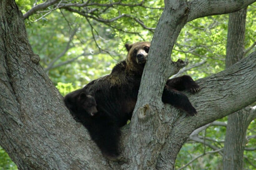 木の上のヒグマの親子＝環境省提供
