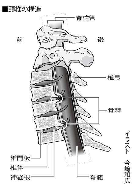 頸椎の構造（週刊朝日2020年8月14－21日号より）※頚椎症の手術に関して、週刊朝日ムック『手術数でわかるいい病院2020』では、全国の病院に対して独自に調査をおこない、手術数の多い病院をランキングにして掲載。同ムックの手術数ランキングの一部は特設サイトで無料公開。「手術数でわかるいい病院」https://dot.asahi.com/goodhospital/