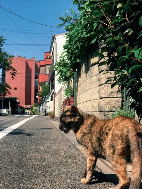 望遠カメラ側で撮影。iPhoneを逆さに持って目線を下げ、猫にフォーカスを合わせて撮影。センサーサイズが小さいためか広角側に比べると画質は少し劣るがワンタッチでこの画角になるのは便利●6.6ミリ・F2.8・45分の1秒・ISO25・JPEG