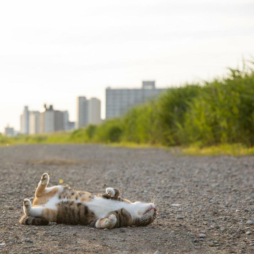 Ｃａｎｏｎ　ＥＯＳ－１Ｄ　Ｘ　Ｍａｒｋ　ＩＩＩ・ｆ／５・１／１０００秒・ＩＳＯ５００（撮影／猫写真家・沖昌之）