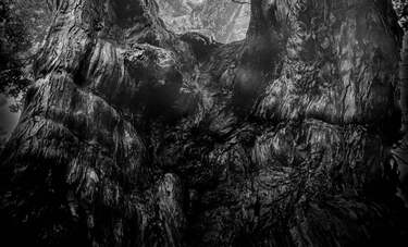 屋久島で永久の時間軸に生きる巨木を撮り続けてきた写真家・秦達夫