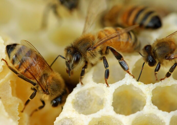 働き蜂の仕事は多岐にわたります