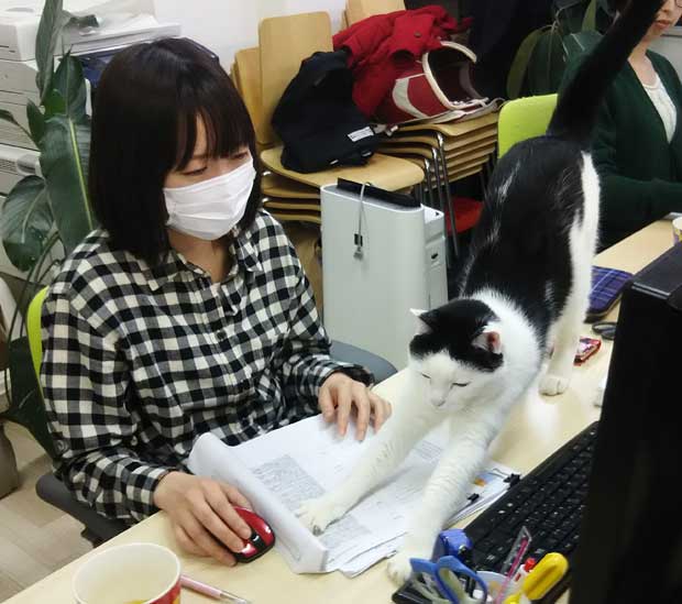 パソコンの前で体を伸ばすネコ（ファーレイ）