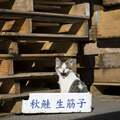 【特別公開5日目】人気猫写真家・沖昌之さんの新刊写真集『明日はきっとうまくいく』から、選りすぐりのページを5日間限定で公開!