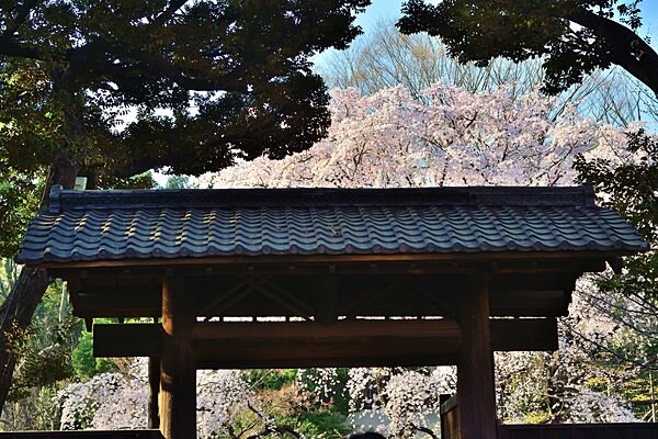 六義園内庭大門からしだれ桜を望む