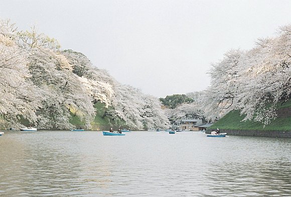 千鳥ヶ淵のサクラ