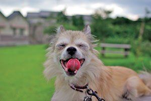 愛犬のチワワを撮るのは楽しいというように、一瞬の表情が見事にとらえられている。背景の緑のボケに毛並みが美しい