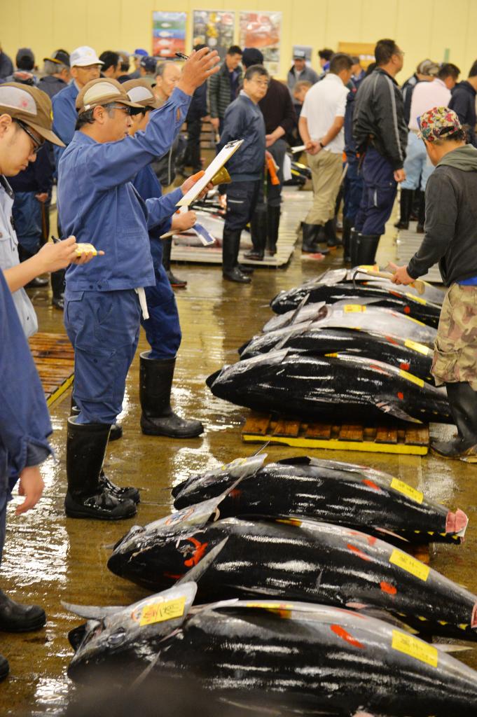 毎年、初競りでの高価格に話題が集まるマグロ。マグロの旬である冬に向けて価格は急上昇する(撮影/写真部・東川哲也)