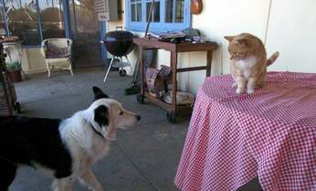 【岩合光昭】主導権はいつも猫 犬と暮らす“猫さま”をオーストラリアで発見!