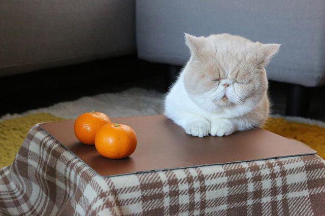 「猫と、こたつと、思い出みかん。」（５キロ、5628円、税・送料込み）