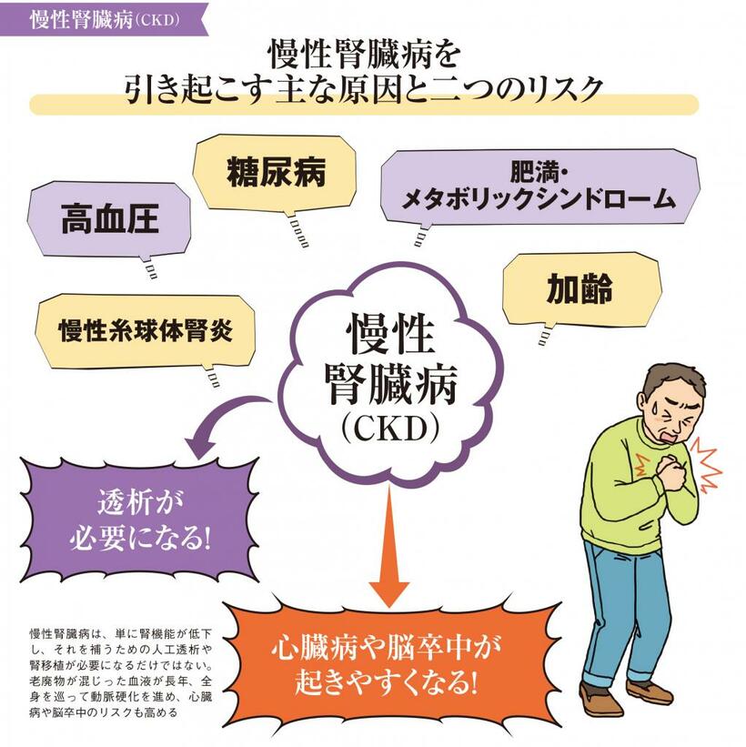 慢性腎臓病は、単に腎機能が低下し、それを補うための人工透析や腎移植が必要になるだけではない。老廃物が混じった血液が長年、全身を巡って動脈硬化を進め、心臓病や脳卒中のリスクも高める