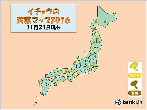 イチョウの黄葉マップ2016（11月21日現在）