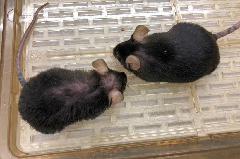 若いマウスの血液に含まれるｅＮＡＭＰＴを与えられたマウス（右）。同じ年のマウス（左）に比べ毛並みがツヤツヤで、動きも活発　（今井教授提供）