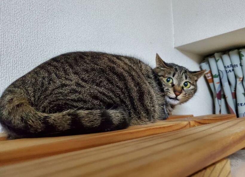 モモちゃん（提供）