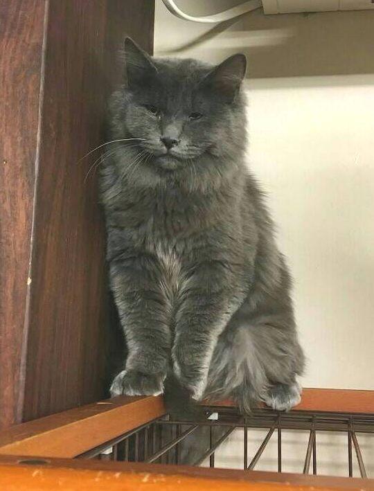 保護猫カフェにいた時は表情も固かった（提供）