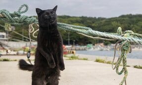 仁王立ちの黒猫は港で「風太くん？ 尊敬するセンパイッす！」【沖昌之】