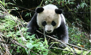 がんばり屋のパンダ「タオタオ」の物語 2年間の野生化訓練を経て「故郷」へ帰るまで