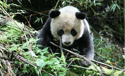 がんばり屋のパンダ「タオタオ」の物語　2年間の野生化訓練を経て「故郷」へ帰るまで