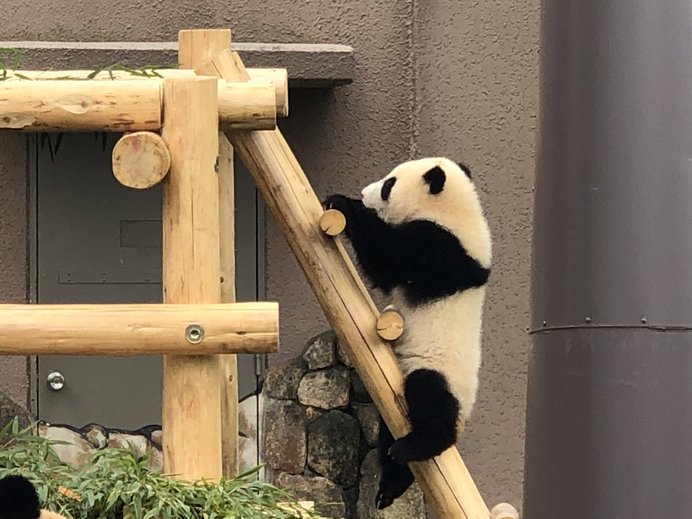 今や和歌山のスーパースター「彩浜（さいひん）」