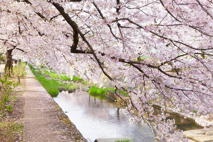 川沿いに満開の桜が舞う「夙川公園」