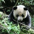 がんばり屋のパンダ「タオタオ」の物語 2年間の野生化訓練を経て「故郷」へ帰るまで