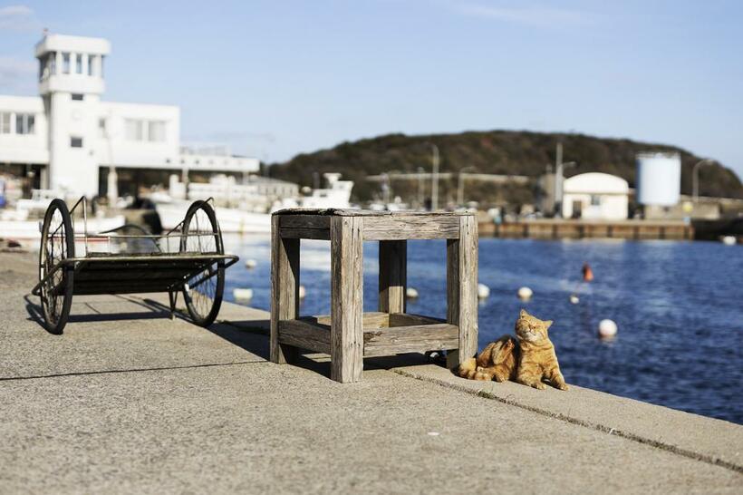 福岡県の「猫の島」、相島。釣り人からおこぼれをもらおうと、岸壁でのんびり待ち構えている
