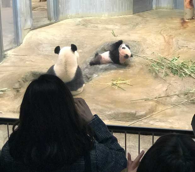 笹を食べる愛らしいシャンシャン（撮影／長澤真弓さん）