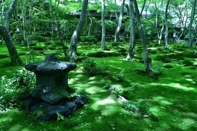緑の絨毯と見まごう一面の苔が、「苔寺」と呼ばれるゆえん