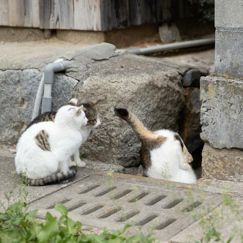 Ｃａｎｏｎ　ＥＯＳ－１Ｄ　Ｘ　Ｍａｒｋ　ＩＩＩ・ｆ／３．５・１／４００秒・ＩＳＯ２０００（撮影／猫写真家・沖昌之）
