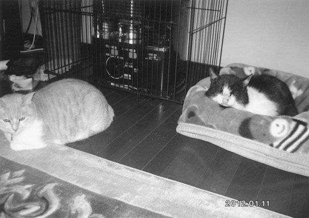 写真・図版（1枚目）| 第1049回　いつもひょっこり現れたブチ