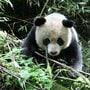 がんばり屋のパンダ「タオタオ」の物語　2年間の野生化訓練を経て「故郷」へ帰るまで
