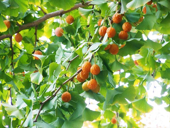 黄葉前のイチョウの様子