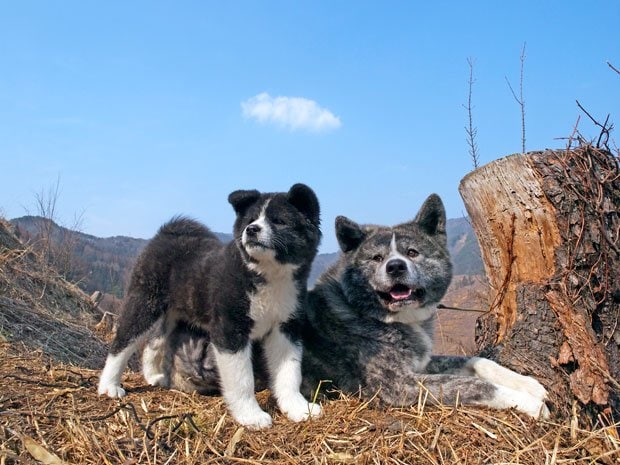 秋田犬大型犬：体高　オス６４ ～ ７０cm・メス５８ ～ ６４ｃｍ、体重　３０～６０kg