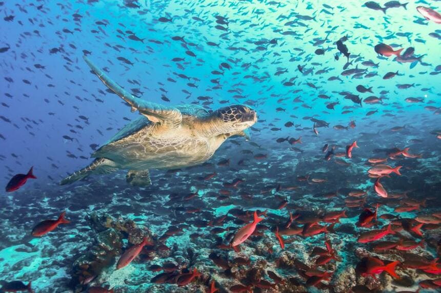 ガラパゴスの魚の群れを泳ぐカメ（写真／iStock）