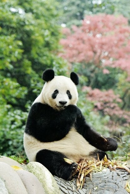 リーリーとシンシン　シャンシャン ②2019/3/2シャンシャン、シンシン、リーリー写真[上野動物園