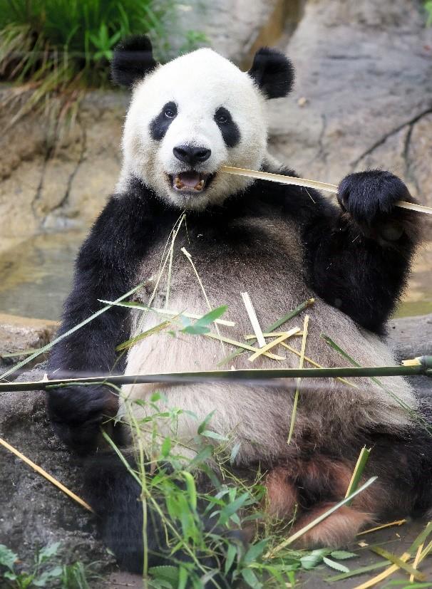 タケを食べる上野動物園のリーリー（ｃ）朝日新聞社