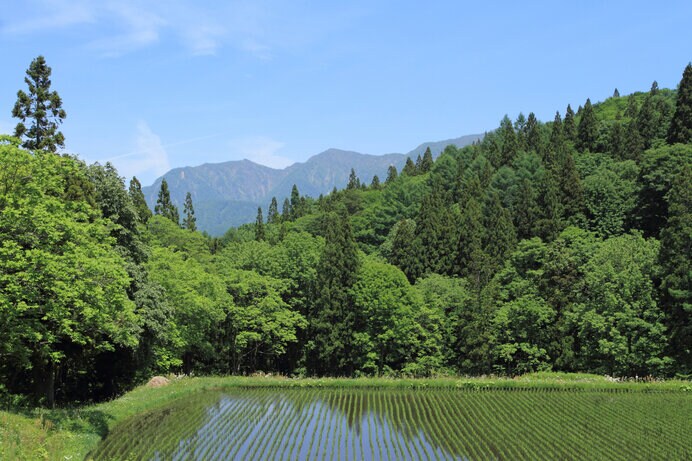 初夏の里山と棚田