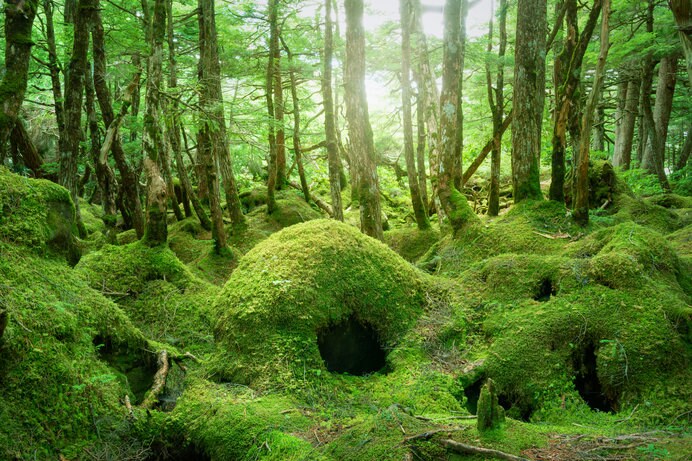 日本蘚苔類学会より「日本の貴重なコケの森」に選定された白駒の池周辺