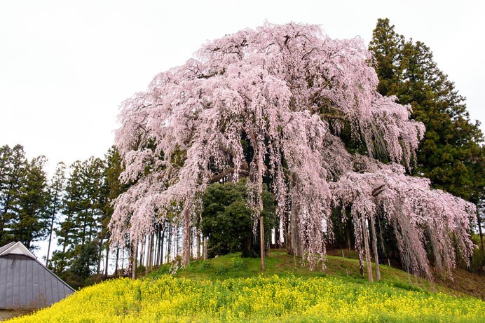 樹齢約180年という「合戦場のしだれ桜」