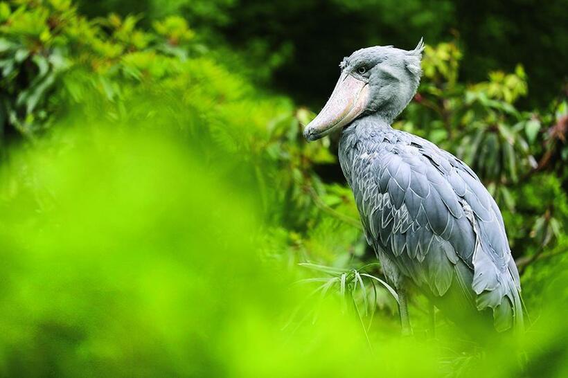 前ボケで邪魔ものを隠す
<br />飼育されている鳥などで識別用に付けられている脚環が見えると動物園感が出てしまう。そこで、飼育場の周りに植えてある生垣を前ボケに脚の部分を隠すように重ねてみた。前ボケは透けるので完全に脚環を隠せなくても目立たなくなった■キヤノンEOS－1D X Mark II・EF100～400ミリ F4．5～5．6L IS II USM・シャッター速度優先AE・640分の1秒（絞りf5．6）・ISOオート（500）（撮影／井村淳）