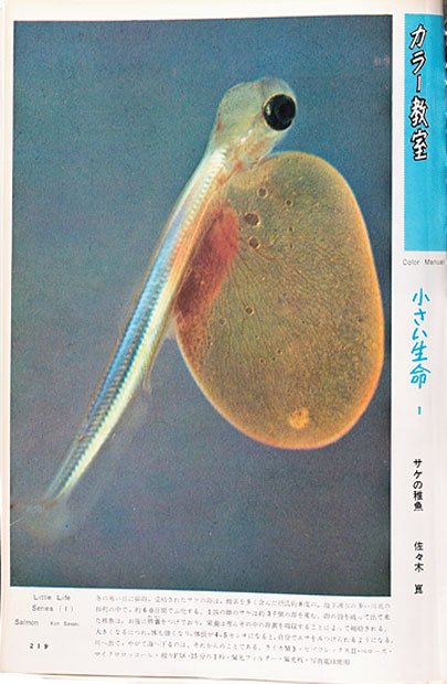 1966年1月号　佐々木崑　小さい生命　第1回「サケの稚魚」