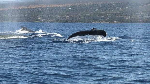 伊藤英明らが発見したザトウクジラの群れ