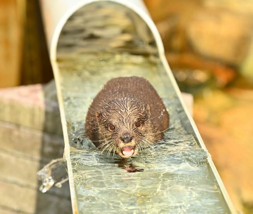 コツメカワウソ（撮影／写真映像部・東川哲也）